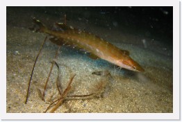 IMG_0045 * Giant Kelp Fish (juvenile/transition) * 2625 x 1692 * (636KB)