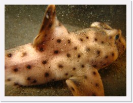 IMG_0084 * Horn Shark * 3264 x 2448 * (1.84MB)