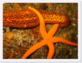 IMG_0462 * California Sea Cucumber and a Blood Star * 3264 x 2448 * (2.29MB)