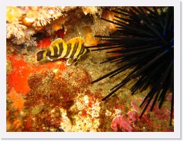 IMG_0467 * Juvenile Treefish and a Spiny Urchin * 3264 x 2448 * (2.41MB)