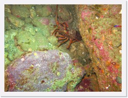 IMG_0583 * California Spiny Lobster, Bluebanded Gobys * 3264 x 2448 * (3.1MB)