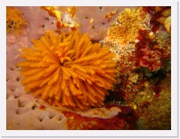 IMG_0643 * Feather Duster Worm nesting in Gray Moon Sponge * 3264 x 2448 * (2.12MB)