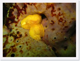 IMG_0690 * White Spotted Porostome nudibranchs (Doriopsilla albopunctata) on Gray Moon Sponge * 3264 x 2448 * (1.7MB)