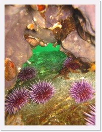 IMG_0706 * Purple Sea Urchins, Chestnut Cowries, Spiny Brittle Stars in a Gray Moon Sponge * 3264 x 2448 * (2.3MB)