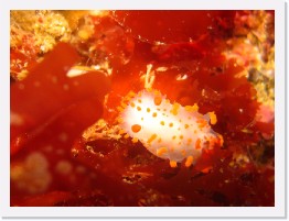 IMG_0778 * Clown nudibranch (Triopha catalinae) * 1631 x 1220 * (261KB)