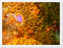 IMG_0797 * Spanish Shawl nudibranch, Southern Staghorn Bryozoan * 1631 x 1223 * (280KB)