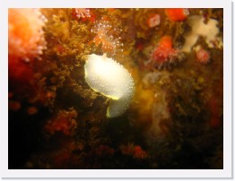 IMG_0844 * Yellow Spotted Cadlina nudibranchs (Cadlina flavomaculata) * 3264 x 2448 * (1.47MB)