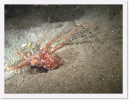 IMG_0971 * Baby Octopus feeding on krill * 3264 x 2448 * (2.16MB)