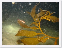 IMG_1028 * Juvenile Kelpfish * 3264 x 2448 * (2.81MB)