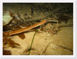 IMG_1042 * Pipefish * 3264 x 2448 * (2.1MB)