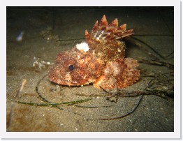 IMG_1053 * Scorpionfish * 3264 x 2448 * (2.22MB)