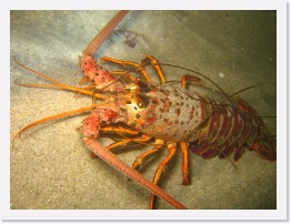 IMG_1096 * California Spiny Lobster * 3264 x 2448 * (2.38MB)