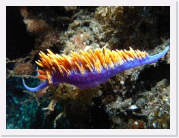 IMAG0033 * Spanish Shawl nudibranch * 3264 x 2448 * (3.07MB)