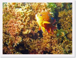 IMG_0289-crop * Juvenile Garibaldi * 2886 x 2165 * (1.84MB)