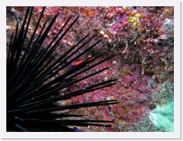 IMG_0310-crop * Bluebanded Goby * 3264 x 2448 * (1.96MB)