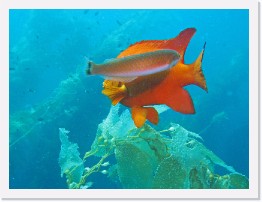 IMG_0344-crop * Garibaldi and Senorita - cleaning station * 2368 x 1776 * (745KB)