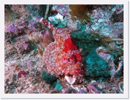 IMG_0395-crop * California Scorpionfish * 2404 x 1803 * (1.42MB)