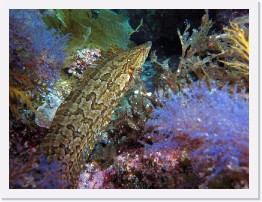 IMG_0440-crop * Giant Kelpfish (Heterostichus rostratus) * 3264 x 2448 * (2.07MB)