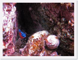 IMG_0451-crop * Juvenile Garibaldi * 1935 x 1451 * (810KB)