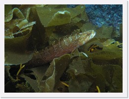 IMG_0459 * Giant Kelpfish (Heterostichus rostratus) * 3264 x 2448 * (4.03MB)