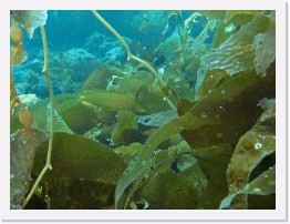 IMG_0465-crop * Giant Kelpfish (Heterostichus rostratus) * 2737 x 2053 * (1.31MB)