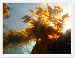 IMG_0475 * Kelp * 3264 x 2448 * (1.84MB)