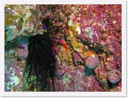 IMG_0488-crop * Spiny Urchin, Bluebanded Gobys * 2628 x 1971 * (1.52MB)