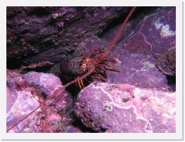 IMG_0498 * California Spiny Lobster * 3264 x 2448 * (4.4MB)