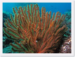 IMG_0520-crop * California Golden Gorgonian * 3195 x 2396 * (2.5MB)