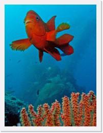 IMG_0522-crop * Garibaldi, Golden Gorgonian * 1836 x 2448 * (918KB)