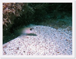 IMG_0530-crop * Black-eyed Goby * 2289 x 1717 * (1.06MB)