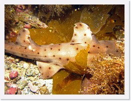 IMG_0682-crop * Horn Shark * 3264 x 2448 * (2.02MB)