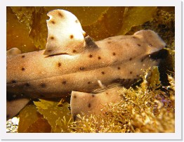 IMG_0683-crop * Horn Shark * 3264 x 2448 * (1.8MB)