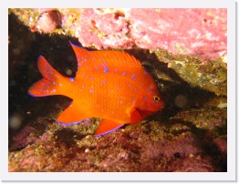 IMG_0690-crop * Juvenile Garibaldi * 2424 x 1818 * (765KB)