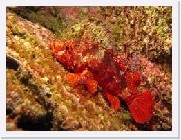 IMG_0712-crop * California Scorpionfish * 2364 x 1773 * (1.38MB)