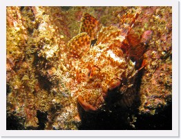 IMG_0714-crop * California Scorpionfish * 2648 x 1986 * (1.64MB)