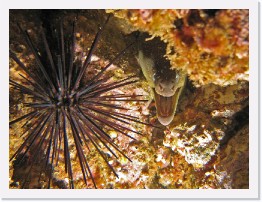 IMG_0723-crop * California Moray Eel (Gymnothorax mordax) * 2408 x 1806 * (1.12MB)