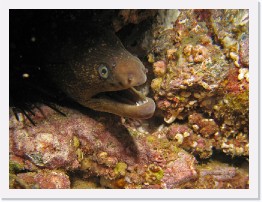 IMG_0728-crop * California Moray Eel (Gymnothorax mordax) * 2432 x 1824 * (1.08MB)