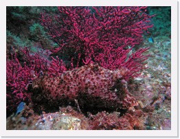 IMG_0764-crop * California Sea Hare (Aplysia californica) * 3264 x 2448 * (2.38MB)