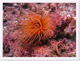 IMG_0770-crop * Tube-dwelling Anenome, Island Kelpfish * 2807 x 2105 * (1.67MB)