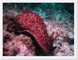 IMG_0774 * California Sea Hare (Aplysia californica) * 3264 x 2448 * (4.47MB)