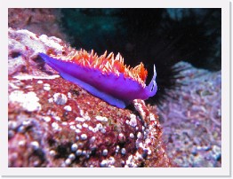 IMG_0776-crop * Spanish Shawl nudibranch (Flabellina iodinea) * 2492 x 1869 * (984KB)