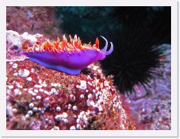 IMG_0777-crop * Spanish Shawl nudibranch (Flabellina iodinea) * 2392 x 1794 * (948KB)