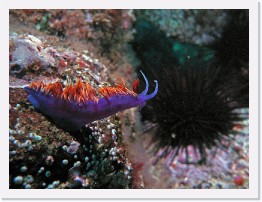 IMG_0779-crop * Spanish Shawl nudibranch (Flabellina iodinea) * 2860 x 2145 * (1.49MB)