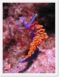 IMG_0781-crop * Spanish Shawl nudibranch (Flabellina iodinea) * 1836 x 2448 * (973KB)