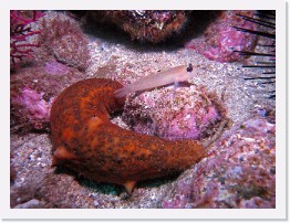 IMG_0793-crop * Warty Sea Cucumber * 3264 x 2448 * (2.29MB)