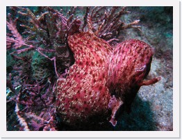 IMG_0807 * California Sea Hares, mating * 3264 x 2448 * (4.48MB)