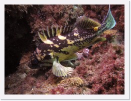 IMG_0818-crop * Black and Yellow Rockfish (Sebastes chrysomelas) * 3264 x 2448 * (2.01MB)