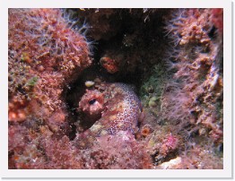 IMG_0820-crop * Octopus * 2269 x 1702 * (1.05MB)