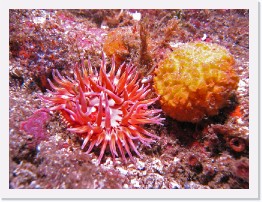 IMG_0851-crop * Sand Rose Anemone and Orange Puffball Sponge * 3264 x 2448 * (2.19MB)